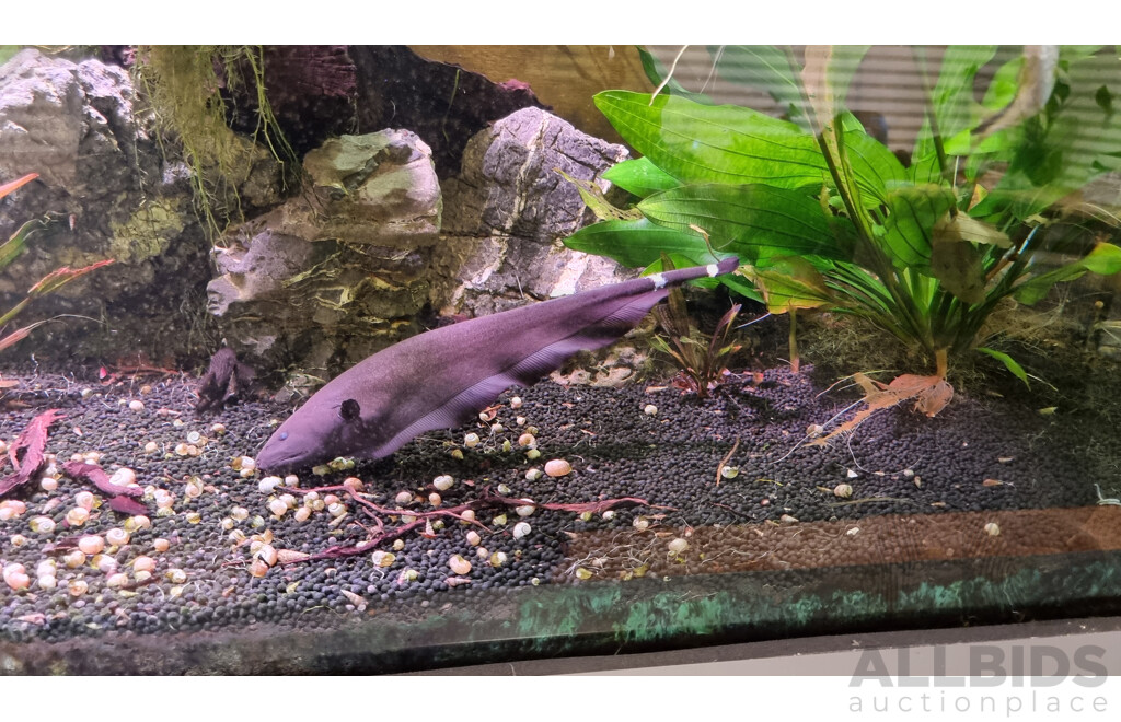 Self-Sustaining Ecosystem Aquarium