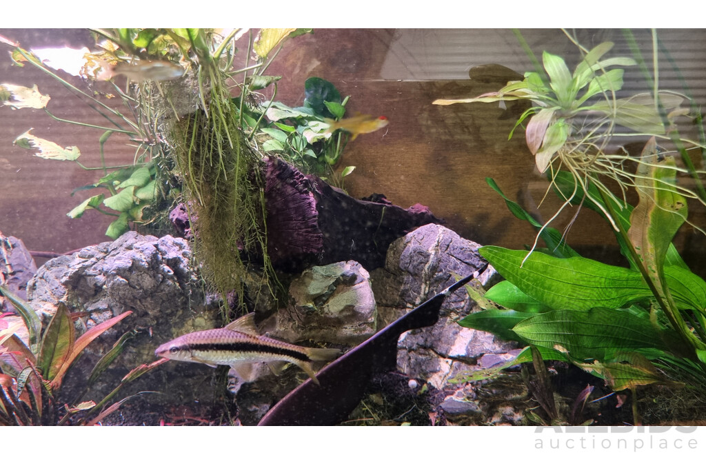 Self-Sustaining Ecosystem Aquarium