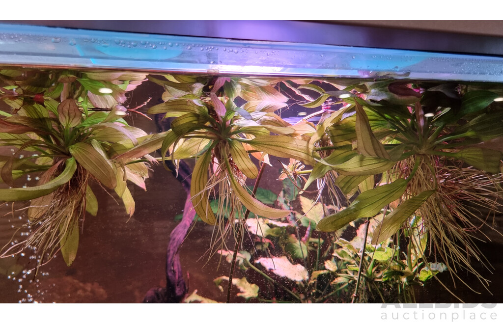 Self-Sustaining Ecosystem Aquarium