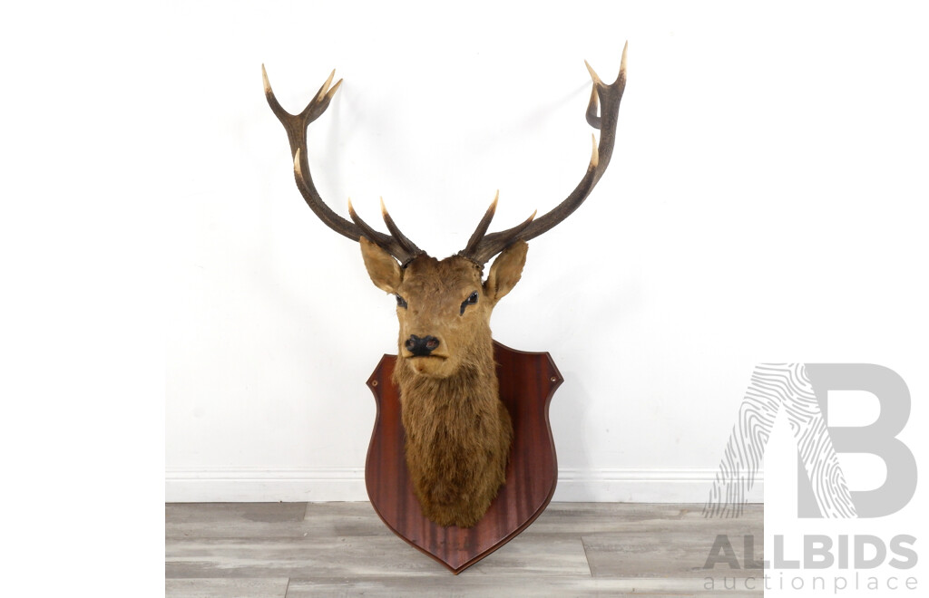 Victorian Mounted Buck Bust