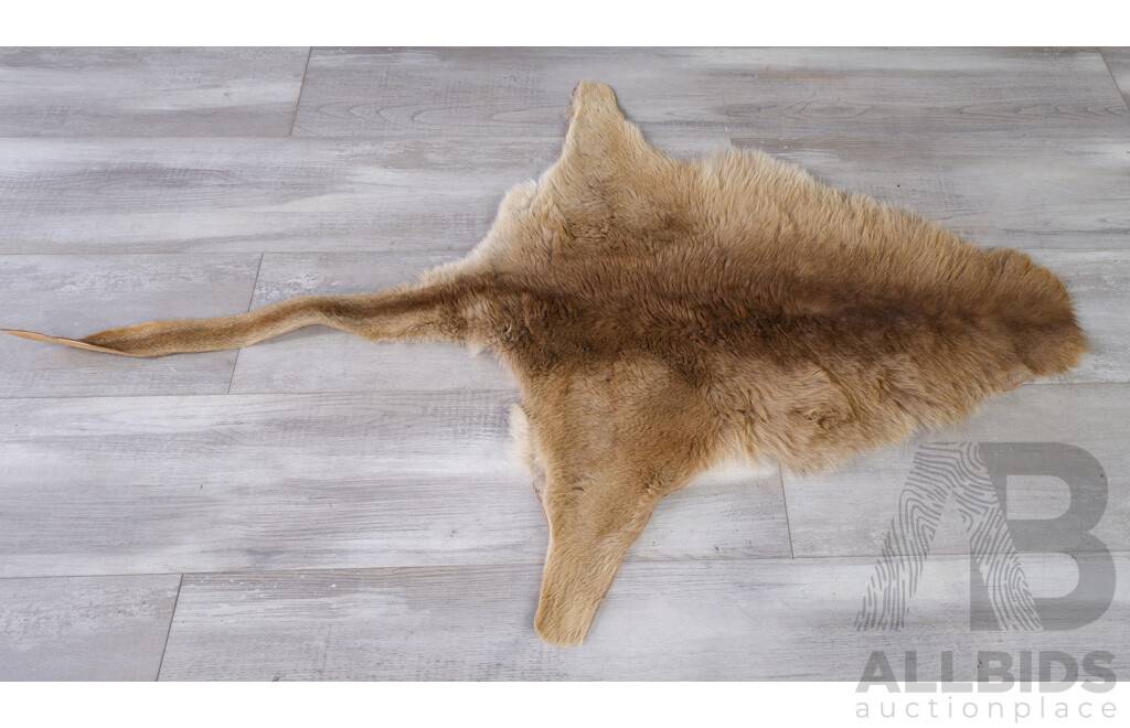 Australian Kangaroo Hide Floor - Lot 1555173 | ALLBIDS