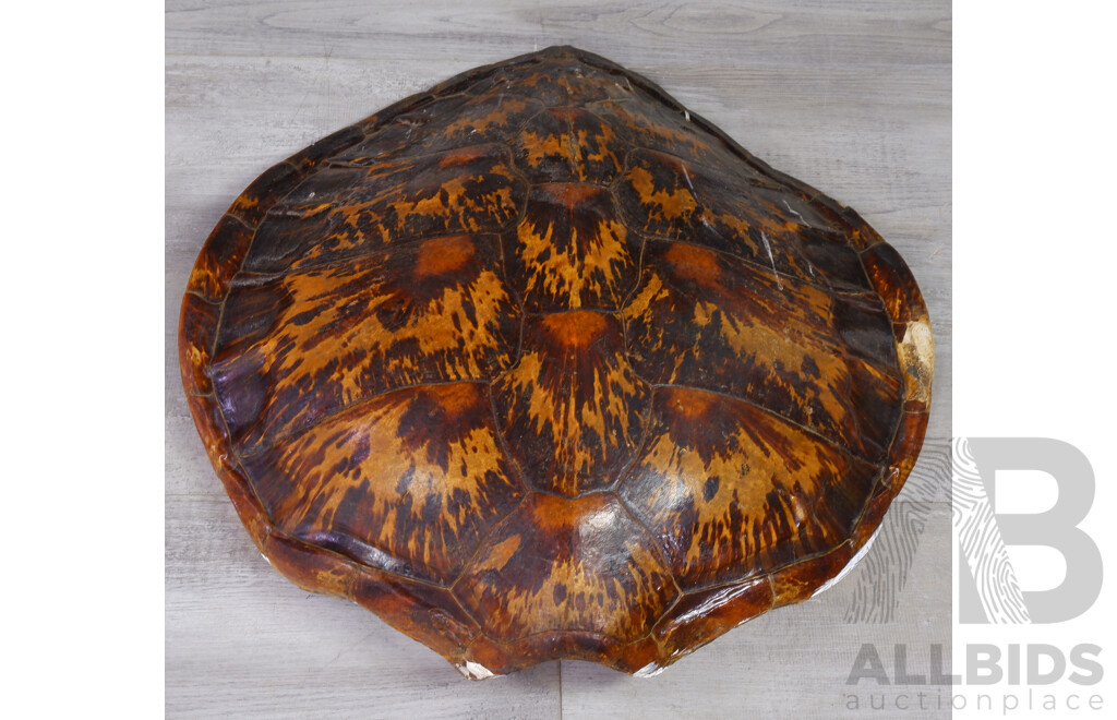 Large Vintage Turtle Shell - Lot 1555241 | ALLBIDS