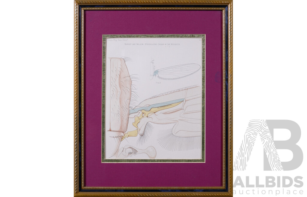 Sir Arthur Everett Shipley (1861-1927) and Edwin Wilson (dates Unknown), Stridulating Organ in the Mosquito, From Scientific Paper Originally Published by Harvard University, 1902, Colour Reproduction Copy of the Original Plate, 24  X18.5 cm (image)