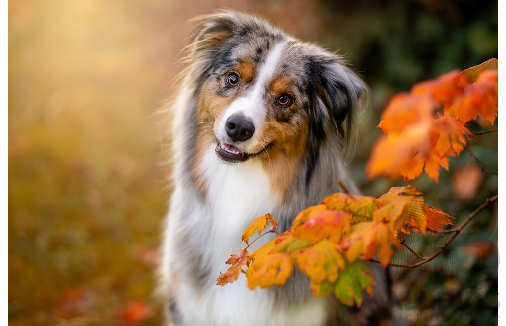 Ina J Pet Photography Gift Certificate