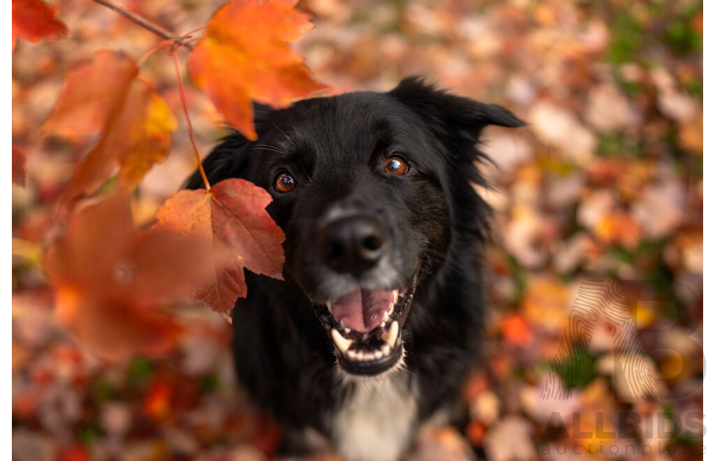 Ina J Pet Photography Gift Certificate