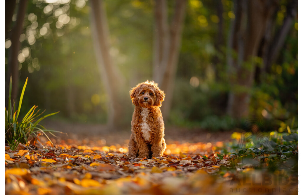 Ina J Pet Photography Gift Certificate