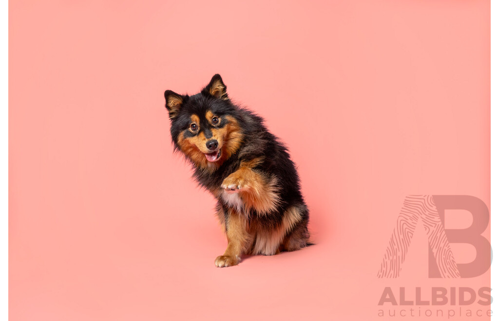 Ina J Pet Photography Gift Certificate