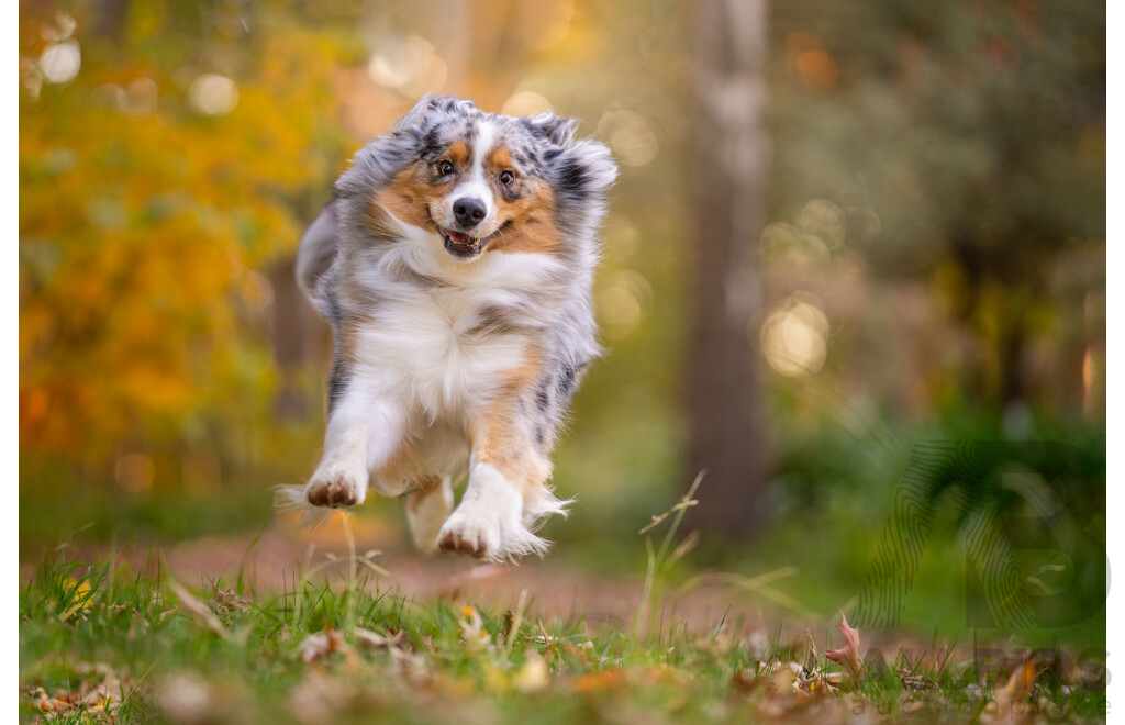 Ina J Pet Photography Gift Certificate