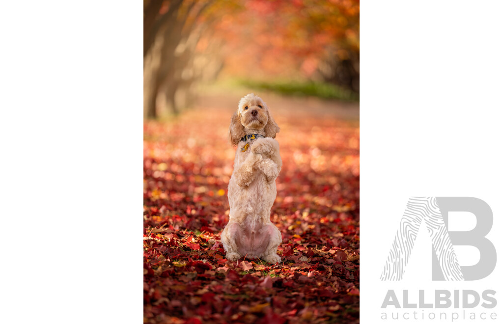 Ina J Pet Photography Gift Certificate