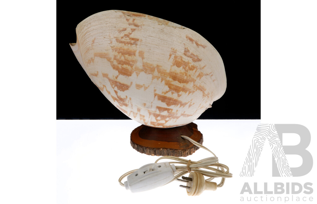 Retro Australian Cairns Bailer Shell Lamp on Mulga Wood Base