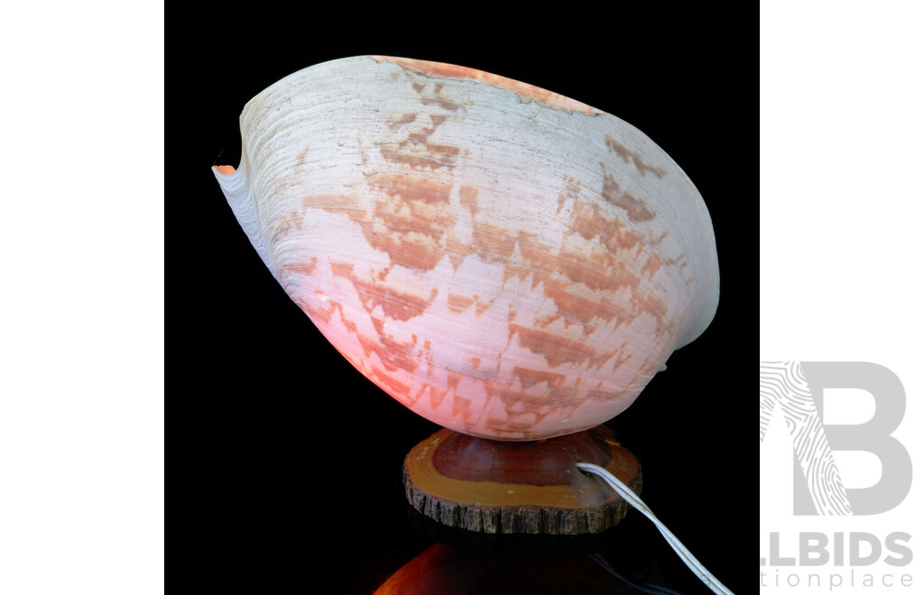 Retro Australian Cairns Bailer Shell Lamp on Mulga Wood Base