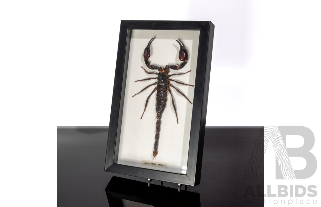 Framed Presentation of Scorpion, Heterometrus Spinifer