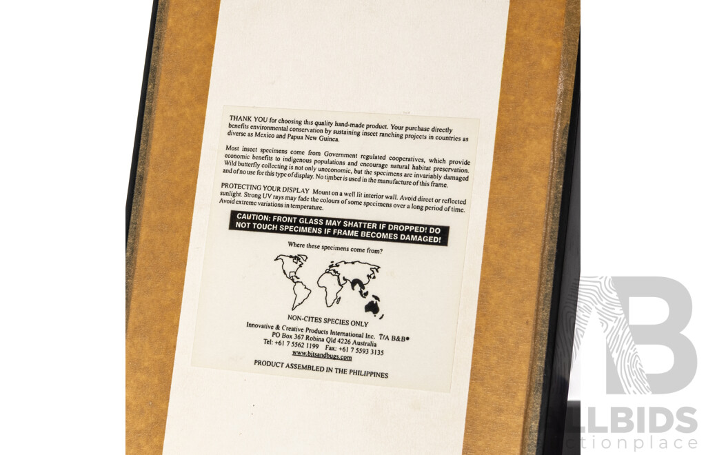 Framed Presentation of Scorpion, Heterometrus Spinifer