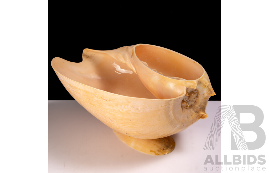 Vintage Australian Baler Shell with Cut Away Detail