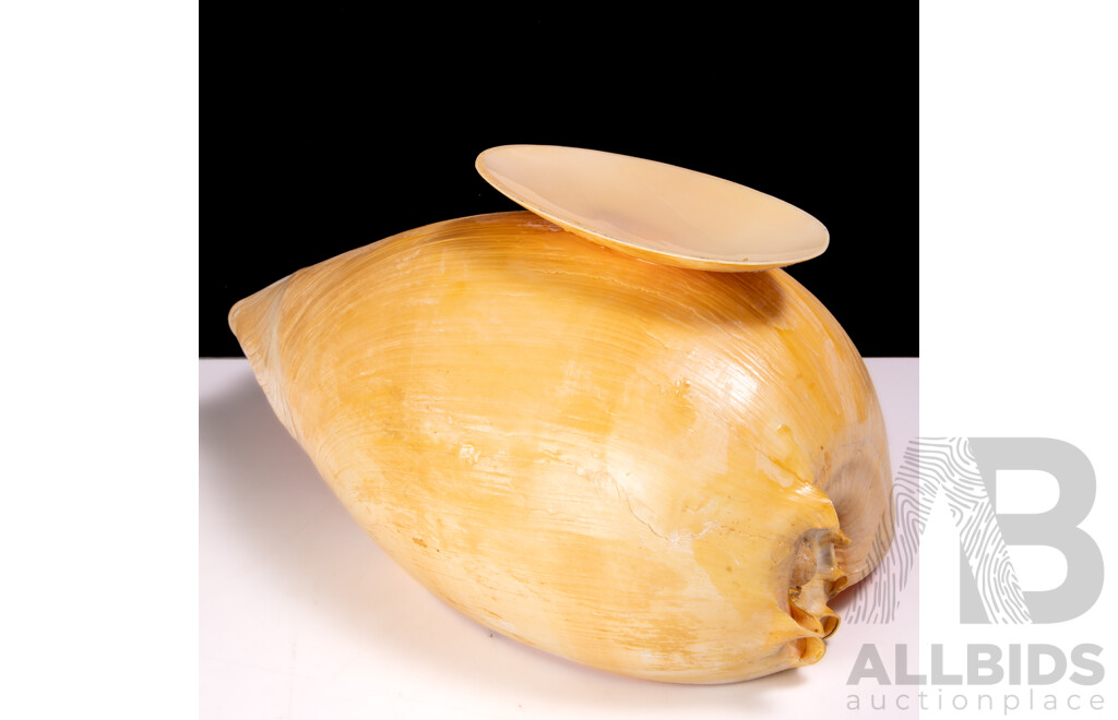 Vintage Australian Baler Shell with Cut Away Detail