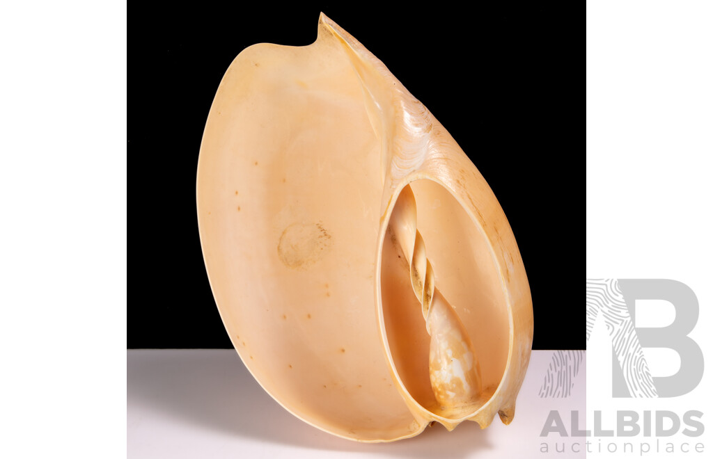 Vintage Australian Baler Shell with Cut Away Detail