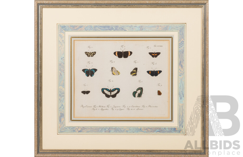 (Possibly After) Pierre André Latreille (18/19th Centuries, French, 1762-1833), Study of Butterflies, Original Antique Hand Coloured Etching, 39 x 43 cm (frame)