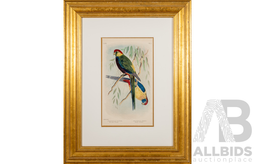 GJ Broinowski, (19/20th Centuries, Polish-Australian, 1837-1913), Red Capped Parakeet & Beautiful Parakeet [Platycercus Pileatus & Platycercus Brownii]; Wonderful Antique Lithograph, 67 x 53 cm (frame)