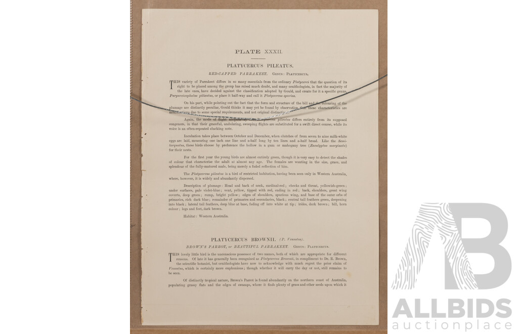 GJ Broinowski, (19/20th Centuries, Polish-Australian, 1837-1913), Red Capped Parakeet & Beautiful Parakeet [Platycercus Pileatus & Platycercus Brownii]; Wonderful Antique Lithograph, 67 x 53 cm (frame)