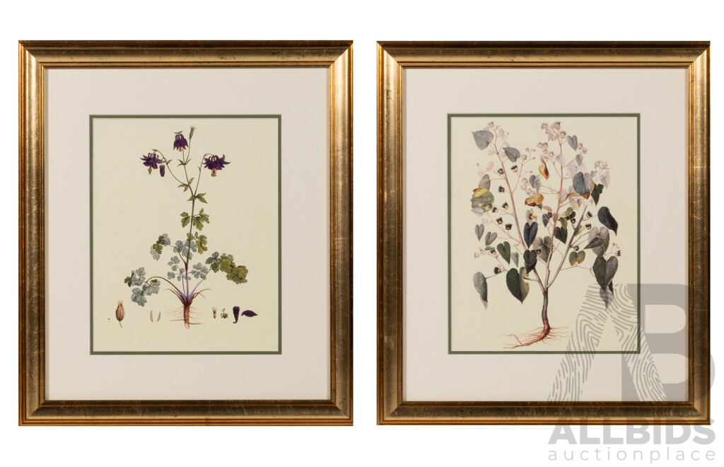 Jacopo Ligozzi (Late Renaissance/Early Mannerist Style), Aguilegia Vulgaris [Columbine] & Other Botanical Example, Reproduction Vintage Colour Prints of Originals, 243 X 37 Cm (frames) (2)