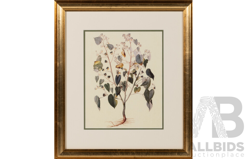 Jacopo Ligozzi (Late Renaissance/Early Mannerist Style), Aguilegia Vulgaris [Columbine] & Other Botanical Example, Reproduction Vintage Colour Prints of Originals, 243 X 37 Cm (frames) (2)