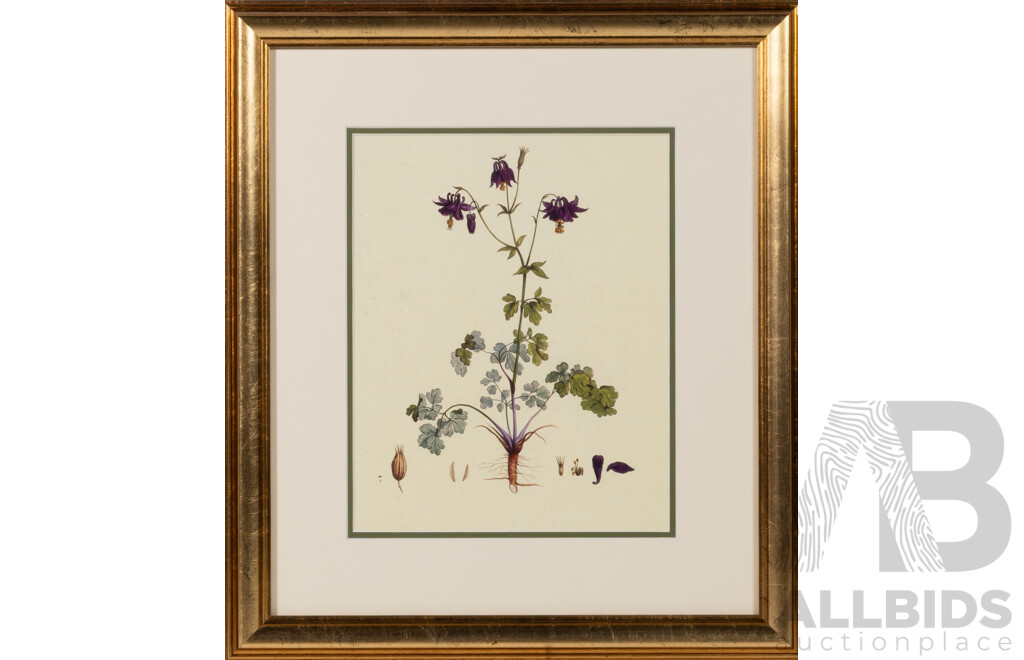 Jacopo Ligozzi (Late Renaissance/Early Mannerist Style), Aguilegia Vulgaris [Columbine] & Other Botanical Example, Reproduction Vintage Colour Prints of Originals, 243 X 37 Cm (frames) (2)