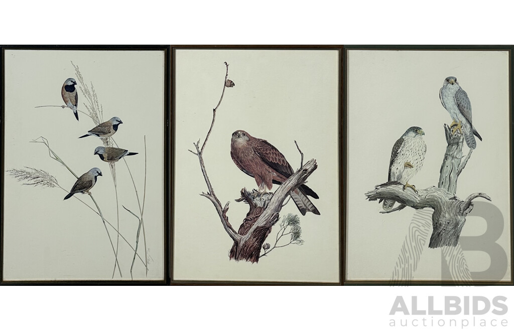Frank T. Morris, (20th Century, Scots Born Australian), Black Kite, Finches & White Bellied Sea Eagle; Vintage Colour Prints of Original Gouache & Watercolours, 54 x 39 cm (largest frame) (3)