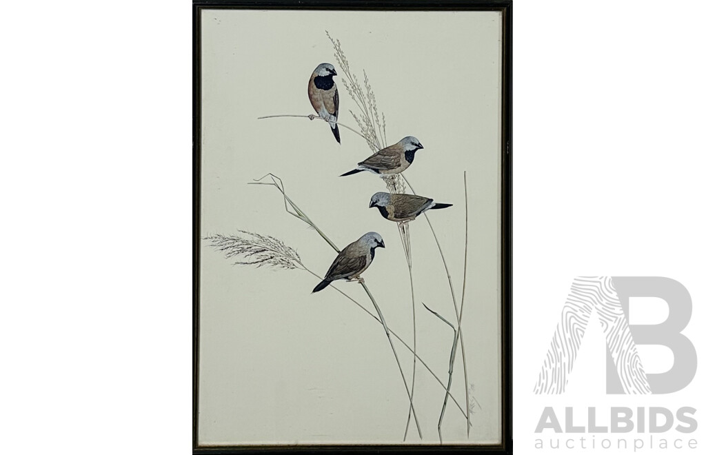 Frank T. Morris, (20th Century, Scots Born Australian), Black Kite, Finches & White Bellied Sea Eagle; Vintage Colour Prints of Original Gouache & Watercolours, 54 x 39 cm (largest frame) (3)