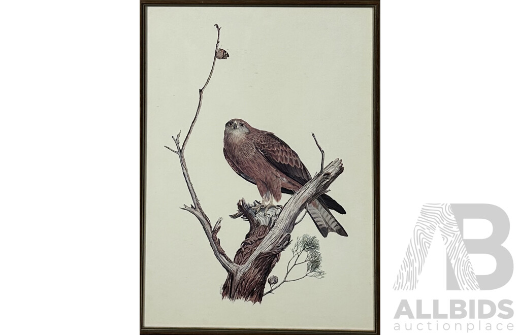 Frank T. Morris, (20th Century, Scots Born Australian), Black Kite, Finches & White Bellied Sea Eagle; Vintage Colour Prints of Original Gouache & Watercolours, 54 x 39 cm (largest frame) (3)