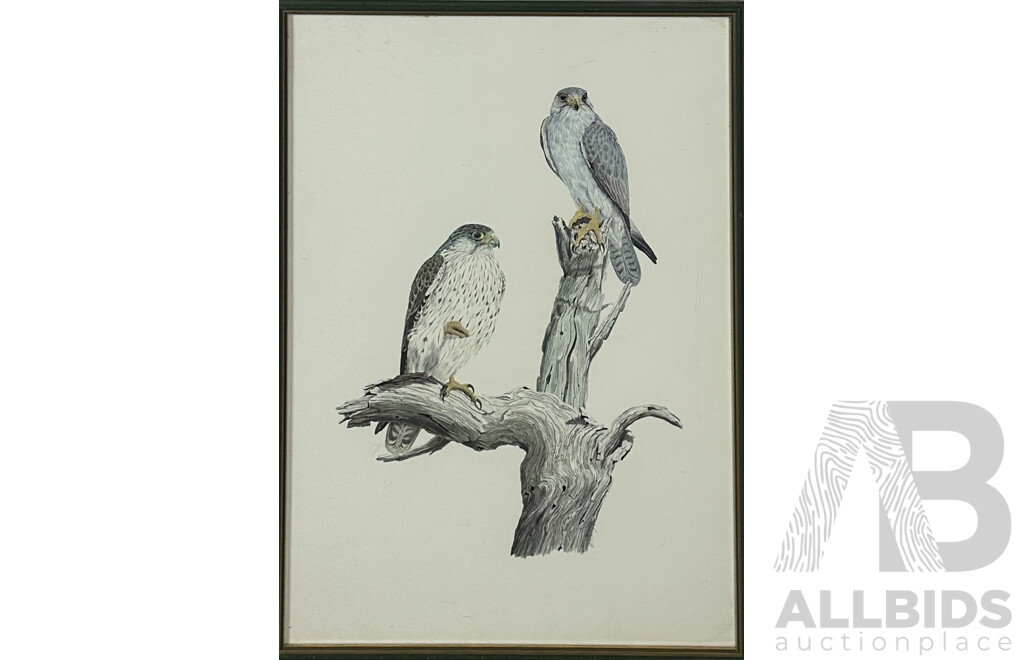 Frank T. Morris, (20th Century, Scots Born Australian), Black Kite, Finches & White Bellied Sea Eagle; Vintage Colour Prints of Original Gouache & Watercolours, 54 x 39 cm (largest frame) (3)