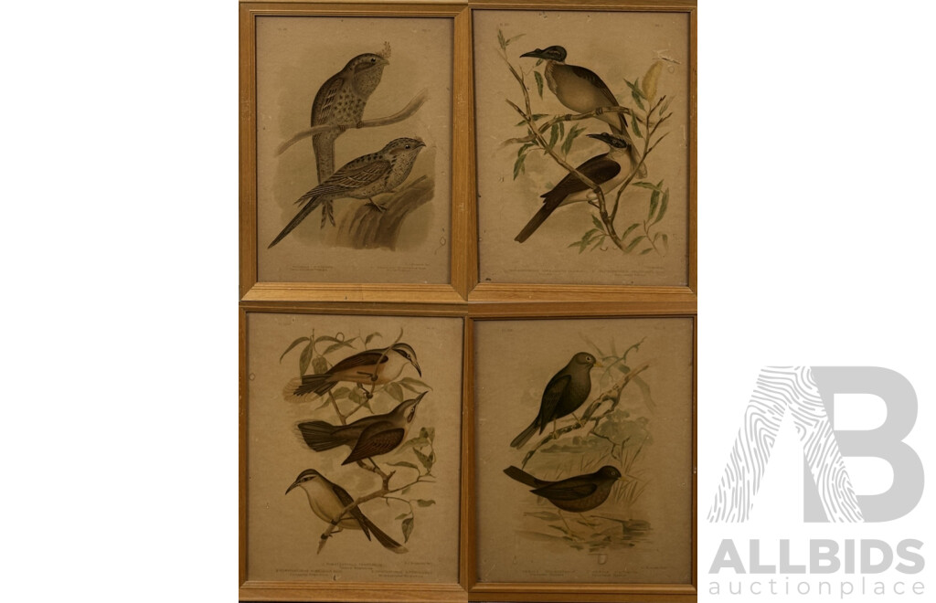 Gracius Joseph Broinowski, (Polish, 1837-1913), Birds, Collection of Four Vintage Chromographs of Originals by Broinowski, 38 x 30 cm (4)