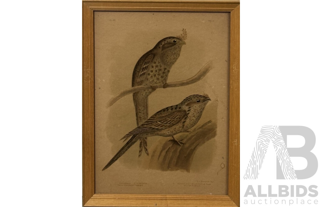 Gracius Joseph Broinowski, (Polish, 1837-1913), Birds, Collection of Four Vintage Chromographs of Originals by Broinowski, 38 x 30 cm (4)