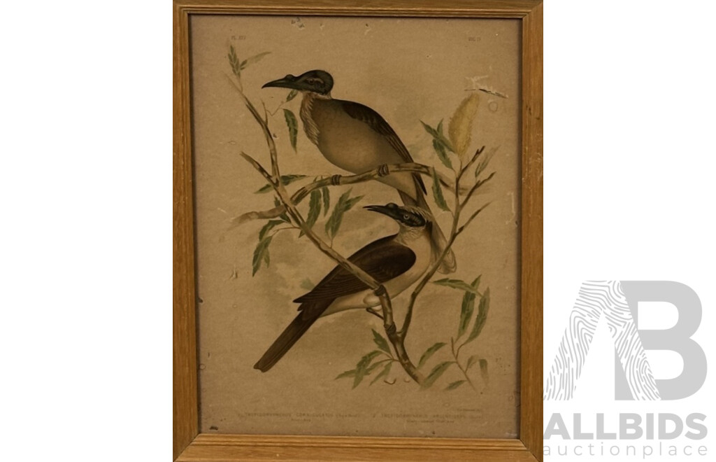 Gracius Joseph Broinowski, (Polish, 1837-1913), Birds, Collection of Four Vintage Chromographs of Originals by Broinowski, 38 x 30 cm (4)