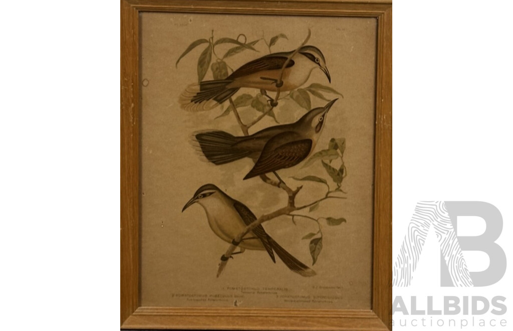 Gracius Joseph Broinowski, (Polish, 1837-1913), Birds, Collection of Four Vintage Chromographs of Originals by Broinowski, 38 x 30 cm (4)