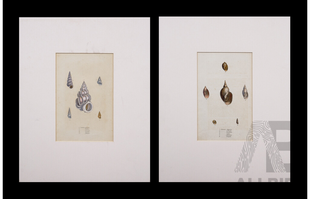 James Sowerby, (British, 1757-1822), Study of Shell I and II, (c1820s), Pair of Original Hand Tinted Engravings, 20 x 12.5 cm (larger image) (2)