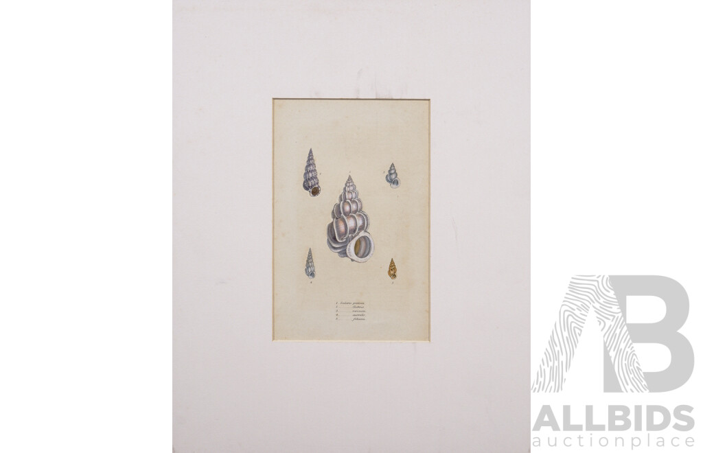 James Sowerby, (British, 1757-1822), Study of Shell I and II, (c1820s), Pair of Original Hand Tinted Engravings, 20 x 12.5 cm (larger image) (2)