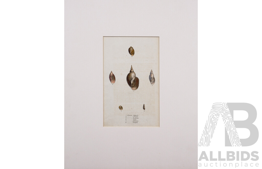James Sowerby, (British, 1757-1822), Study of Shell I and II, (c1820s), Pair of Original Hand Tinted Engravings, 20 x 12.5 cm (larger image) (2)