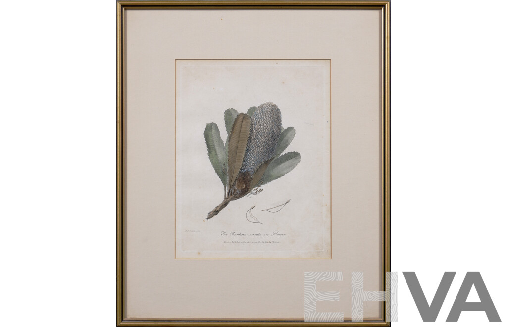Frederick Polydore Nodder, (English, 1751-1800), The Banksia Serrata in Flower, Hand Coloured Copper Engraving, 40 x 33 cm (frame)