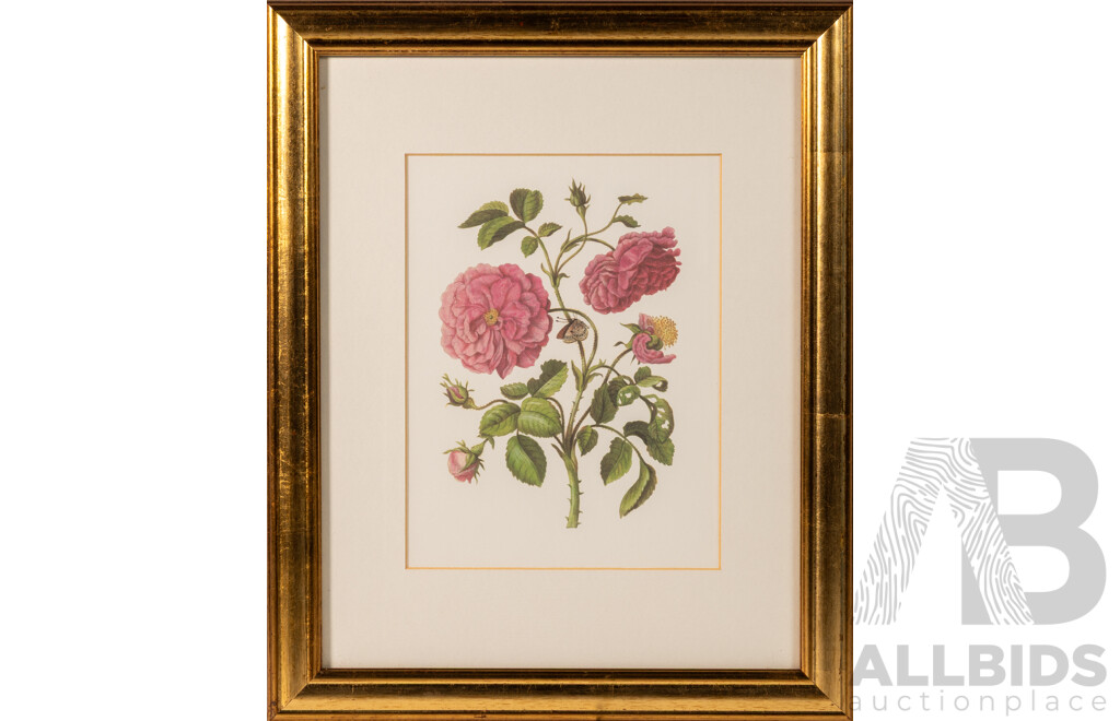 Crinium Lily & Rose with Butterfly, Lovely Pair of Vintage Prints of Original, 41 x 33 cm (frames) (2)
