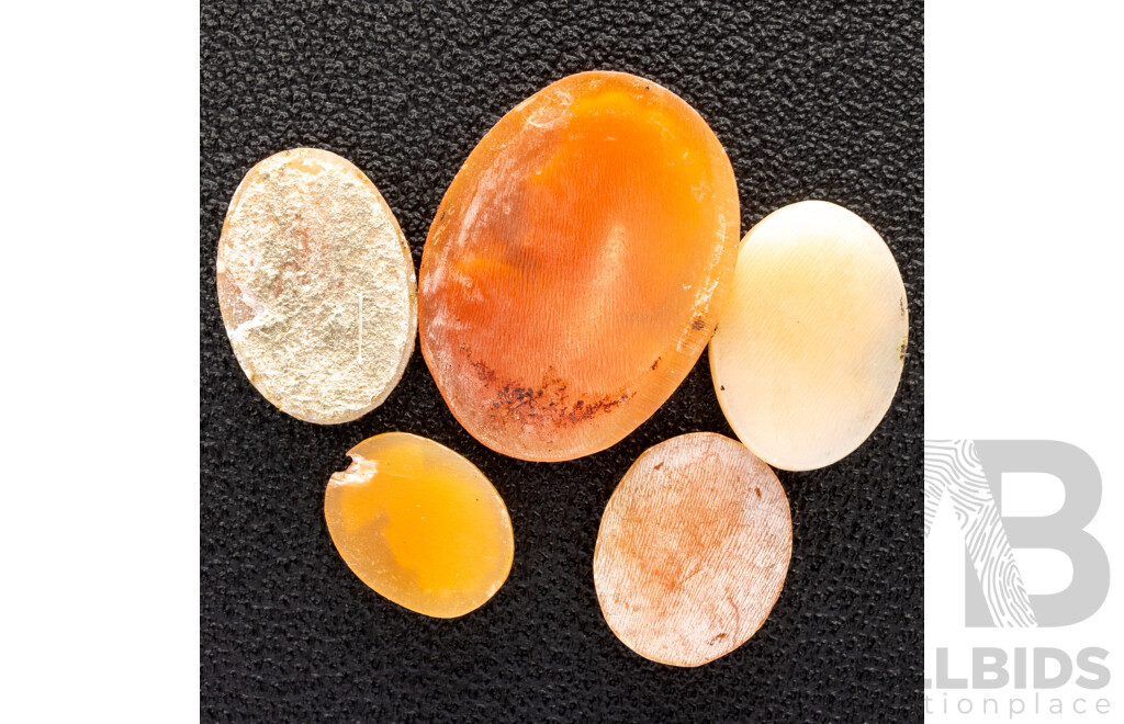 Natural Shell Cameos (5) Unset 10mm-20mm