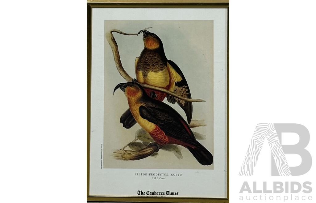 John Gould (British, 1804-1881) & H.C Richter (British, 1821-1902), Collection of Five Framed Bird Colour Prints of the Original Handcoloured Lithographs, 30 x 21 (cm)(5)