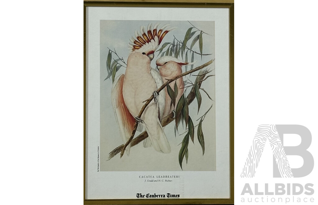 John Gould (British, 1804-1881) & H.C Richter (British, 1821-1902), Collection of Five Framed Bird Colour Prints of the Original Handcoloured Lithographs, 30 x 21 (cm)(5)