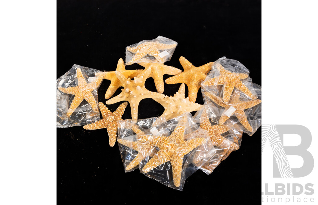 Collection Dried Starfish Specimens Comprising 3 X Pentaceraster Mammillatus, 8 X Asterias Rubens, 2 X Protoreaster Nodosus