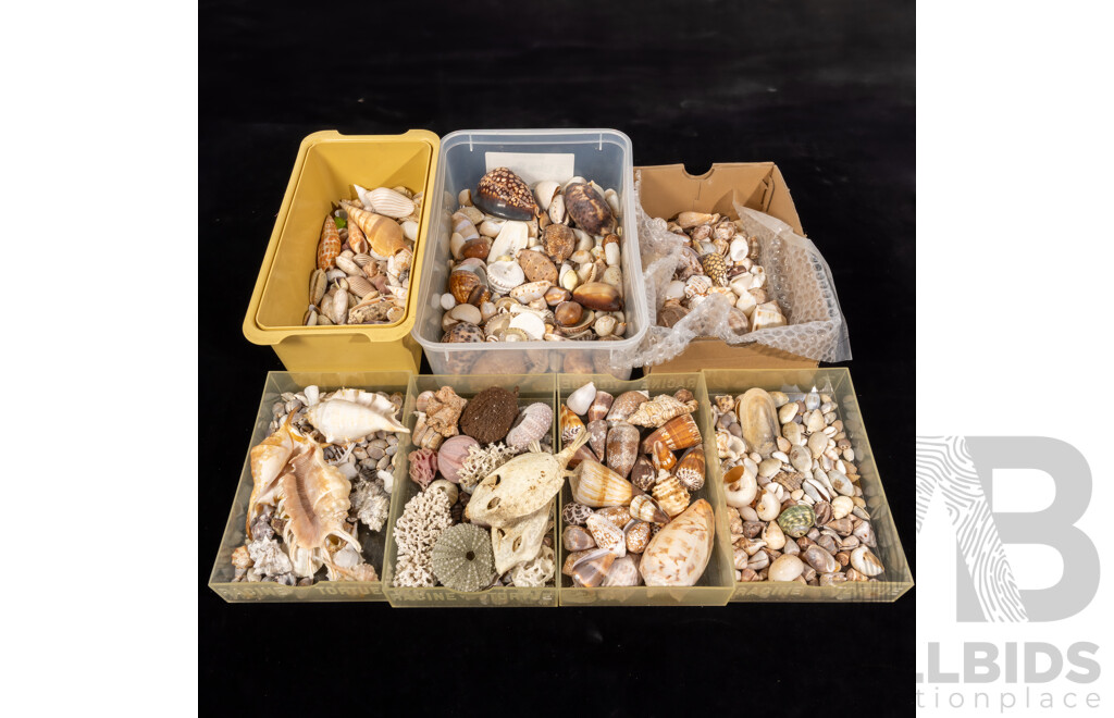 Large Collection Vintage Australian and Other Sea Shells and Dried Marine Life Including Cowries, Lambis Spider Shells, Cone, Turban and More