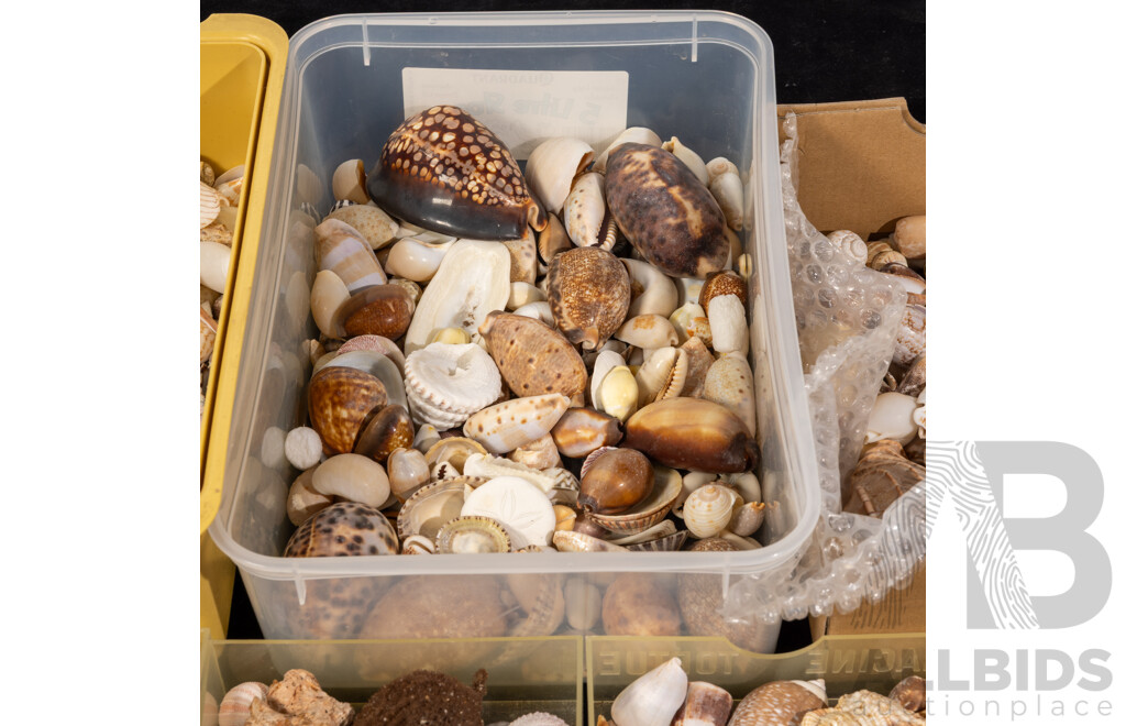 Large Collection Vintage Australian and Other Sea Shells and Dried Marine Life Including Cowries, Lambis Spider Shells, Cone, Turban and More