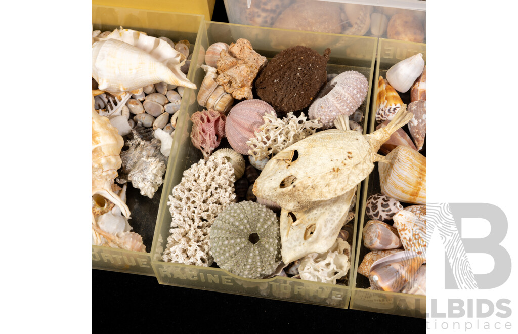 Large Collection Vintage Australian and Other Sea Shells and Dried Marine Life Including Cowries, Lambis Spider Shells, Cone, Turban and More