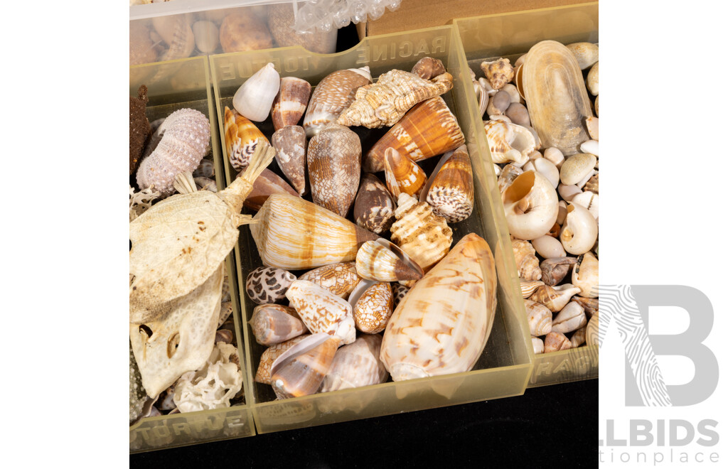 Large Collection Vintage Australian and Other Sea Shells and Dried Marine Life Including Cowries, Lambis Spider Shells, Cone, Turban and More