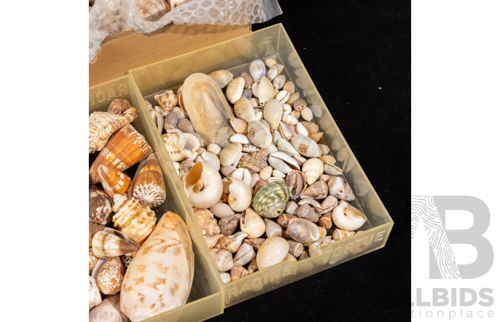 Large Collection Vintage Australian and Other Sea Shells and Dried Marine Life Including Cowries, Lambis Spider Shells, Cone, Turban and More