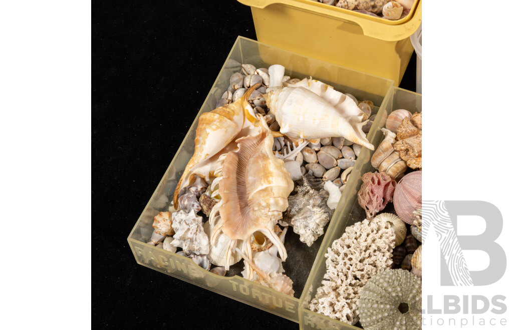Large Collection Vintage Australian and Other Sea Shells and Dried Marine Life Including Cowries, Lambis Spider Shells, Cone, Turban and More