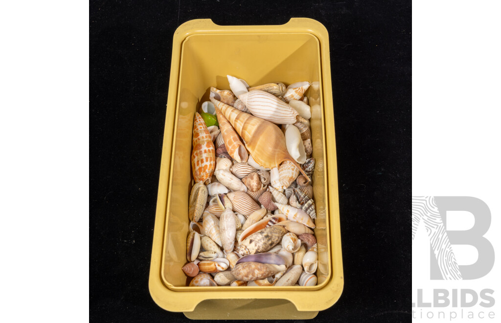 Large Collection Vintage Australian and Other Sea Shells and Dried Marine Life Including Cowries, Lambis Spider Shells, Cone, Turban and More